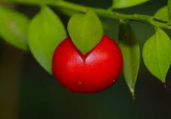 Butcher’s Broom