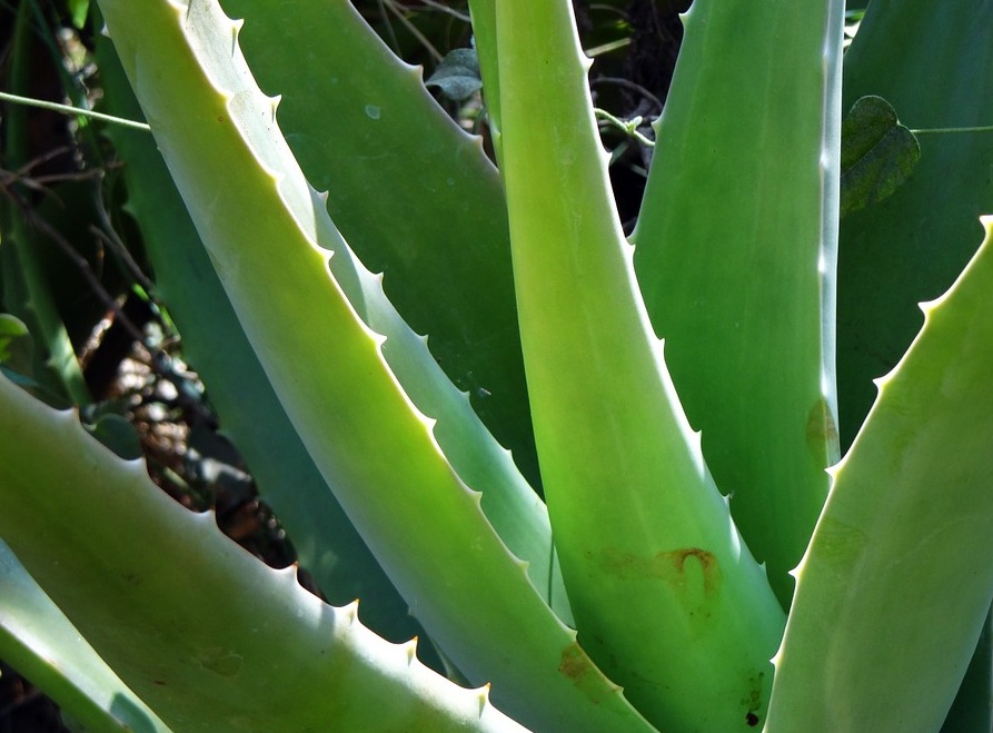 aloe vera