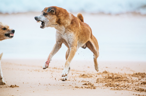 dog's aggression