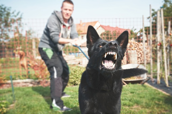 bad dog