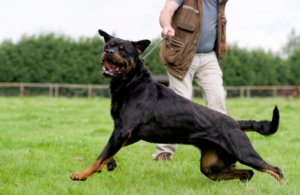 bad behavior dog