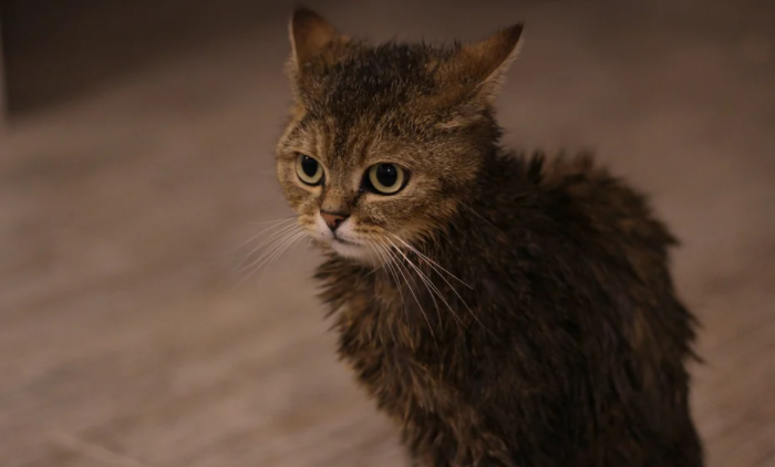 Grooming Tips for a Healthier Cat