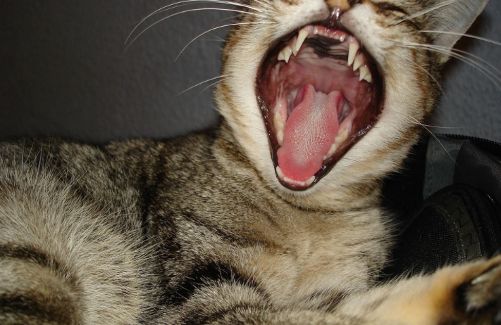 Grooming Tips for a Healthier Cat